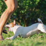 Liability in Florida Dog Bite Cases: Who’s Responsible?