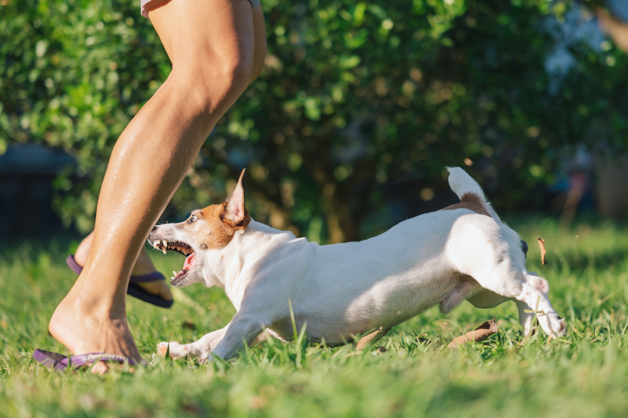 dog bite